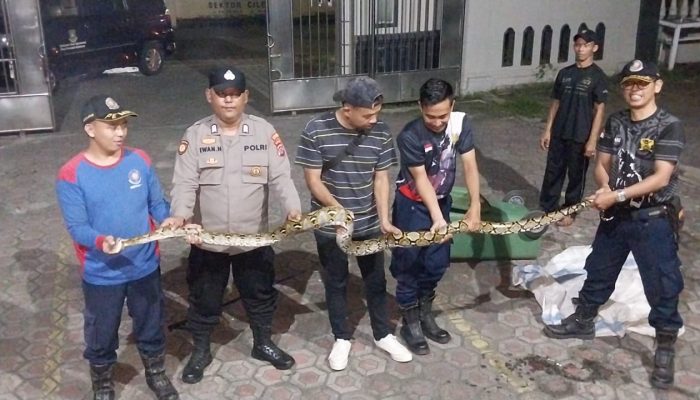 Ular Sanca 3 Meter Gegerkan SMAN 1 Cilegon, Penjaga Sekolah Sempat Bergulat