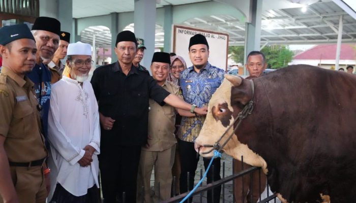 Mengenal “Gani”, Sapi Simental 1,1 Ton Bantuan Presiden Prabowo untuk Warga Cilegon