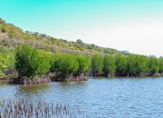 “Tobat Ekologis” KLH dan Freeport Kolaborasi Pulihkan Ekosistem Mangrove di Sumbawa