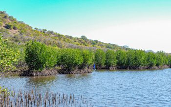 “Tobat Ekologis” KLH dan Freeport Kolaborasi Pulihkan Ekosistem Mangrove di Sumbawa