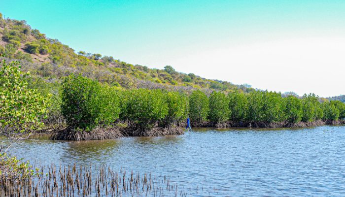 “Tobat Ekologis” KLH dan Freeport Kolaborasi Pulihkan Ekosistem Mangrove di Sumbawa
