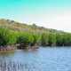 “Tobat Ekologis” KLH dan Freeport Kolaborasi Pulihkan Ekosistem Mangrove di Sumbawa